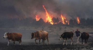Son Dakika... Bolu'daki orman yangını kontrol altına alındı